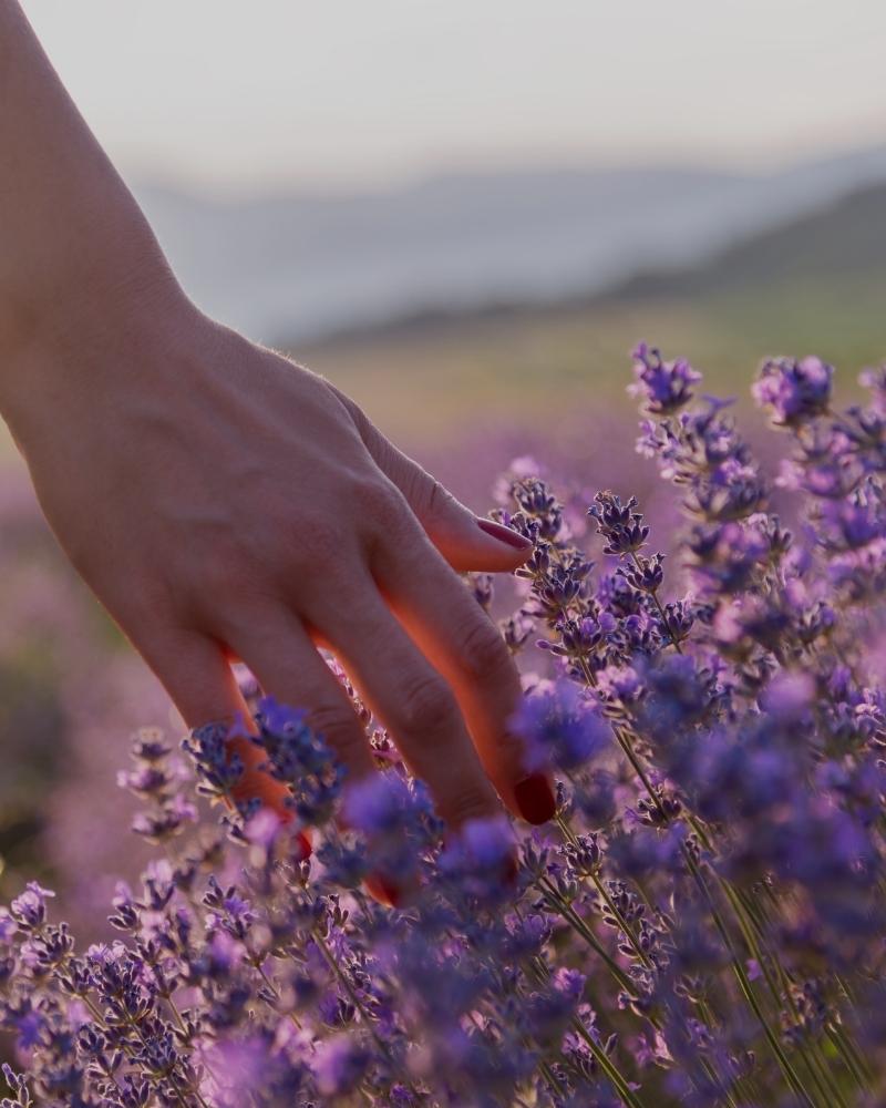 mano che sfiora la lavanda